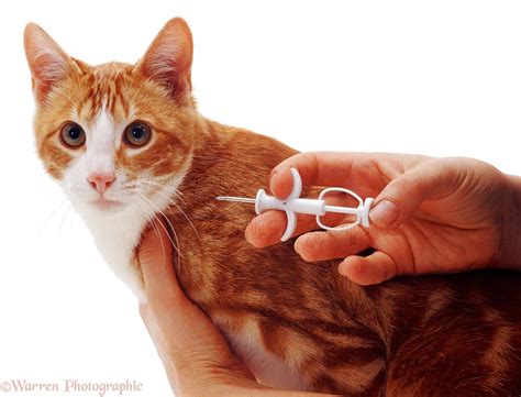 how to microchip cat